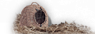 icon_buy-pet.png