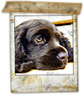 Cocker spaniel