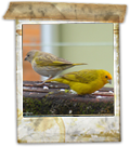 Canario