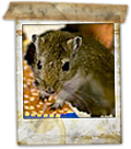 Rat�n